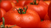 USDA Food and Beverage