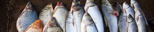 Fresh fishes for sale in Indian Market