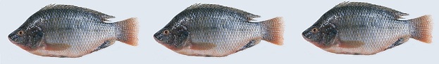 tilapia