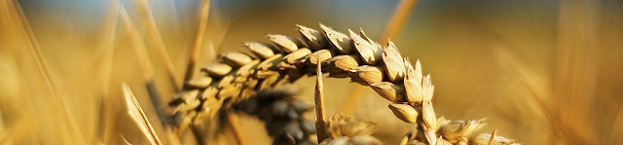 wheat-gmo-natural