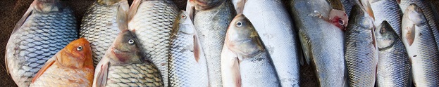 Fresh fishes for sale in Indian Market