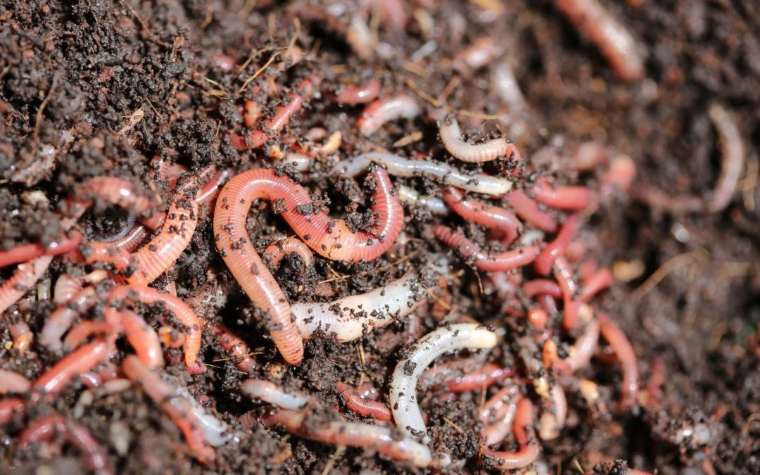 USDA Updates Policy for Importing Earthworms into the United States
